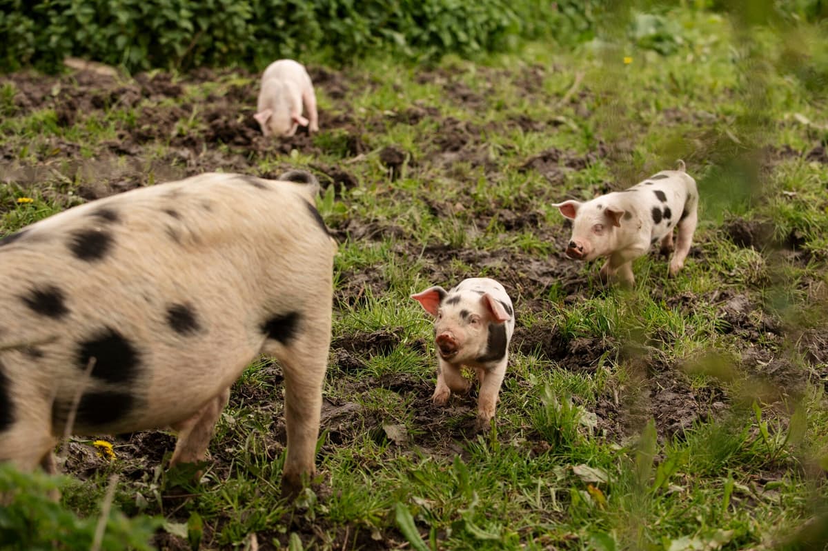 Modern Farm Facilities